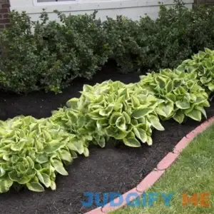 Amazing Deal 24 Hosta Bare Roots Plants w/Planting Shovel