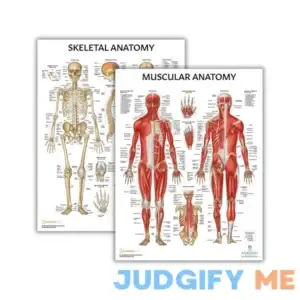Anatomy Lab 2 PACK Muscular and Skeletal Anatomy Poster Set