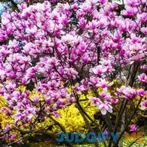 Ann Magnolia Tree Live Plant