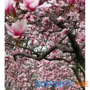 Ann Magnolia Tree/Shrub Live Plant