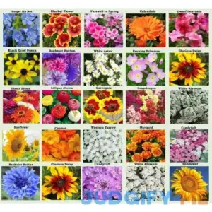 Apexmode 25 Heirloom Flower Seed Packets for Planting 20+ Varieties Flower Seeds