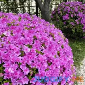 Azalea Poukhanense Compacta Flowering Shrub with Magenta Blooms