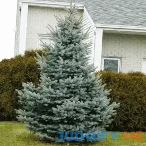 Baby Blue Spruce Tree