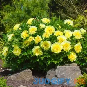 Bartzella Itoh Peony 1 Per Package Yellow Paeonia x 'Bartzella
