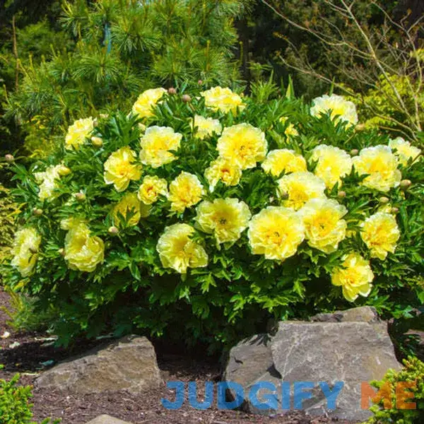 Bartzella Itoh Peony 1 Per Package Yellow Paeonia x 'Bartzella Bartzella Itoh Peony 1 Per Package Yellow Paeonia x 'Bartzella