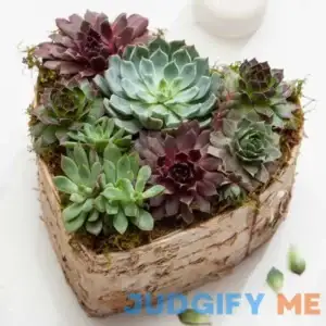 Birch Wrapped Heart Succulent by Olive & Cocoa