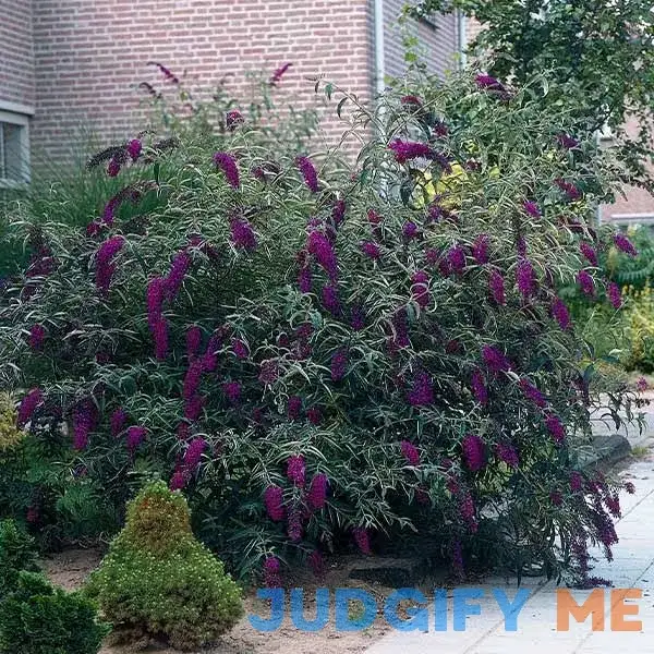Black Knight Butterfly Bush Black Knight Butterfly Bush