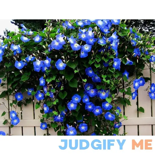 Blue Morning Glory Climbing Vine 100 Seeds to Plant Blue Morning Glory Climbing Vine 100 Seeds to Plant