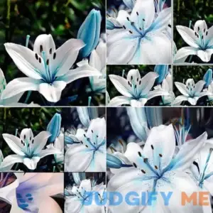 Blue Rare Lily Seeds for Yard Gardening Plant