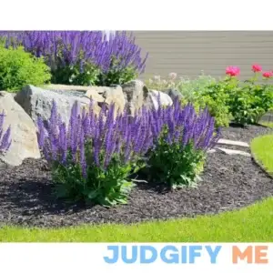 Blue Sage Seeds - Valuable Garden Salvia Flower