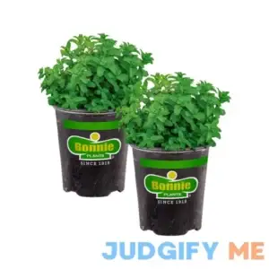 Bonnie Plants 19.3 oz. Lemon Balm