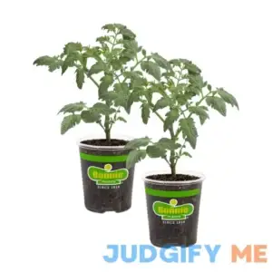 Bonnie Plants Cherokee Purple Tomato