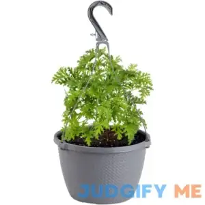 Bonnie Plants Citronella-Mosquito