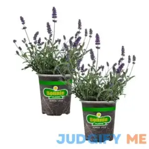 Bonnie Plants Lavender