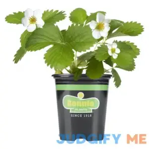 Bonnie Plants Strawberry