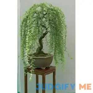 Bonsai Green Weeping Willow Tree Cutting Thick Trunk Start