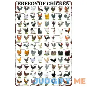 Breeds of Chickens Poster Wall Art Home Decor Vintage Metal Tin Signs Coffee Shop Retro Novelty Funny Humorous Bar Restaurant Kitchen Tin Sign 8x12