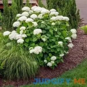 Brighter Blooms Annabelle Hydrangea Shrub