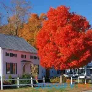 Brighter Blooms Autumn Blaze Red Maple Tree