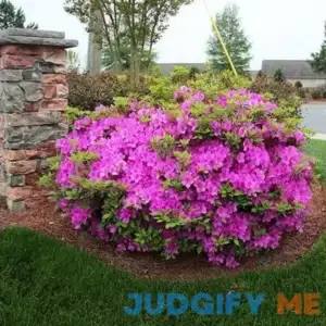 Brighter Blooms Autumn Royalty Encore Azalea