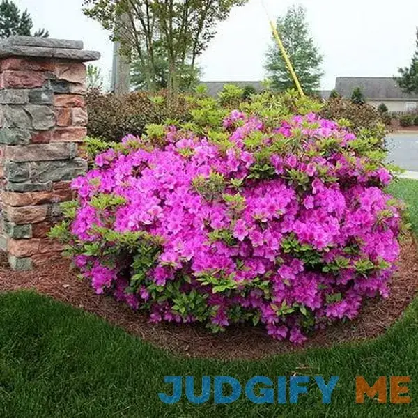 Brighter Blooms Autumn Royalty Encore Azalea Brighter Blooms Autumn Royalty Encore Azalea