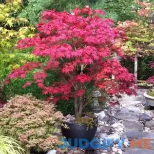 Brighter Blooms Bloodgood Japanese Maple Tree