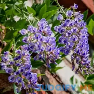 Brighter Blooms Blue Moon Wisteria Vine
