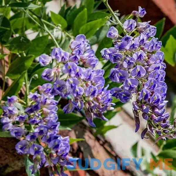 Brighter Blooms Blue Moon Wisteria Vine Brighter Blooms Blue Moon Wisteria Vine