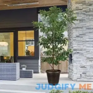 Brighter Blooms Hass Avocado Tree