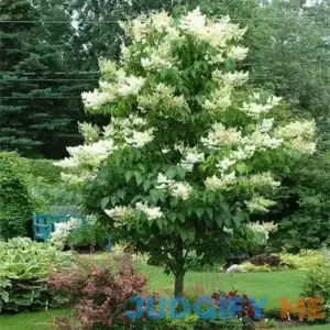 Brighter Blooms Ivory Silk Japanese Lilac Tree