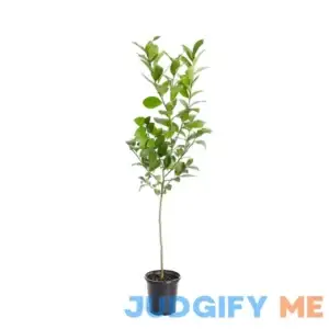 Brighter Blooms Meyer Lemon Tree No Shipping to AL