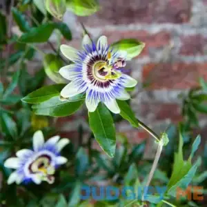 Brighter Blooms Passion Fruit Vine Flower