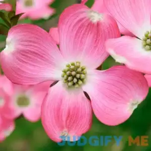 Brighter Blooms Pink Dogwood No Shipping To AZ and FL