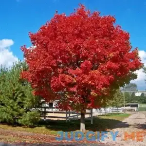 Brighter Blooms Red Sunset Maple Tree Dazzling Foliage Lasts Longer Than Other Varieties