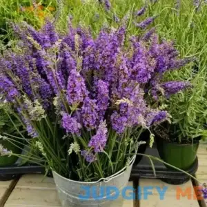 Brighter Blooms Sensational Lavender Plant