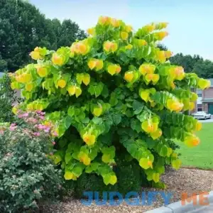 Brighter Blooms The Rising Sun Eastern Redbud Tree
