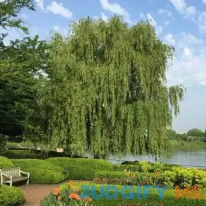 Brighter Blooms Weeping Willow Tree