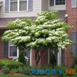 Brighter Blooms White Kousa Dogwood Tree