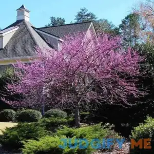 BrighterBlooms.com Eastern Redbud Tree