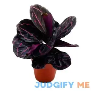 Bubbleblooms Calathea Dottie Black Rose Roseopicta in a 4 inch Pot