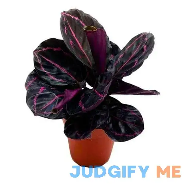 Bubbleblooms Calathea Dottie Black Rose Roseopicta in a 4 inch Pot Bubbleblooms Calathea Dottie Black Rose Roseopicta in a 4 inch Pot