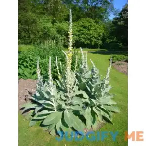 Bulk 100 Seeds Mullein Seed Ornamental Plant Flowering Medicinal