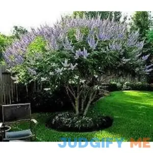 Bundle of 4 Texas Lilac Vitex Chaste Trees - Live Lilac Bush Plants - Quart Containers - FIBROUS Root System - Purple Blooms - Crape Myrtle Guy
