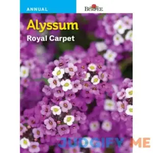 Burpee Alyssum Royal Carpet Seeds