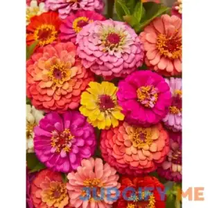 Burpee Cut & Come Again Zinnia Seeds