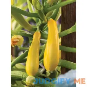 Burpee Squash Summer Rise And Shine Hybrid