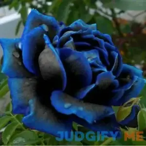 CHUXAY GARDEN Midnight Blue Rose