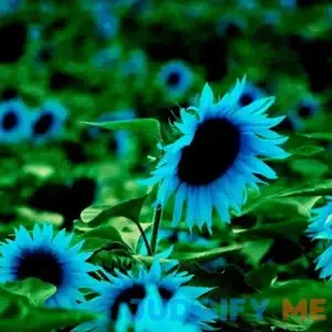 CHUXAY GARDEN Midnight Oil Blue Sunflower