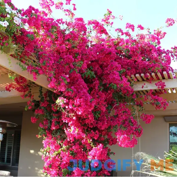 CHUXAY GARDEN Pink Bougainvillea-South American Jasmine 100 Seeds Striking Landscaping Privacy Screen Plant Easy to Grow & Maintain CHUXAY GARDEN Pink Bougainvillea-South American Jasmine 100 Seeds Striking Landscaping Privacy Screen Plant Easy to Grow & Maintain