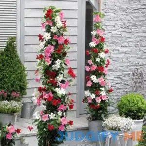 CHUXAY Garden Mix Mandevilla Sanderi-Brazilian Jasmine 100 Seeds Hardy Ornamental Plant Rapidly Growing Creeping Perennial Plants Great for Garden